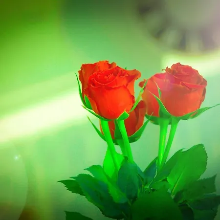 A&s Roonstrasse * 본