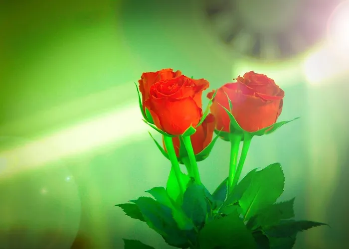 A&s Roonstrasse * Bonn